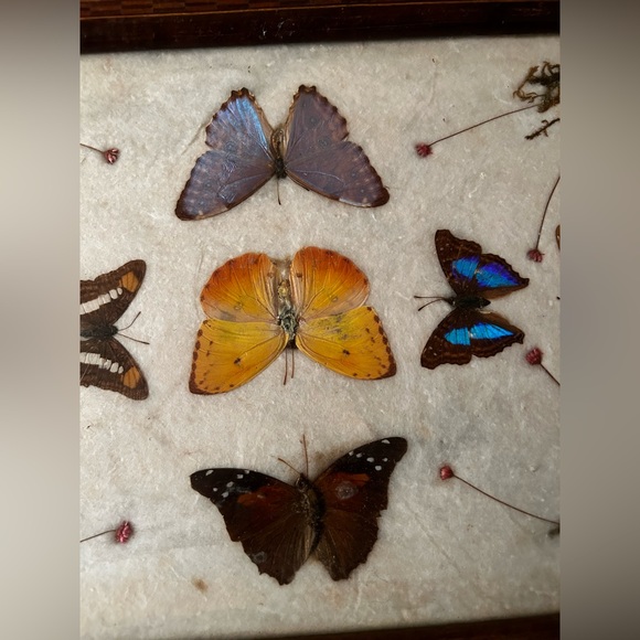 Charming tray over 100 years old Victorian butterfly shrooms fern nature core - Picture 10 of 12